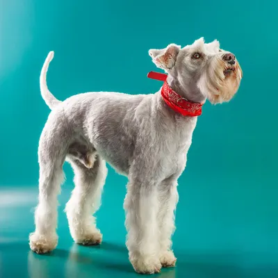 Psi fryzjer / Groomer Black Berry